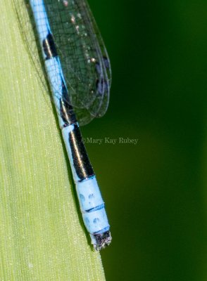 Marsh Bluet male #2015-36 caudal appendages _MKR0162.jpg
