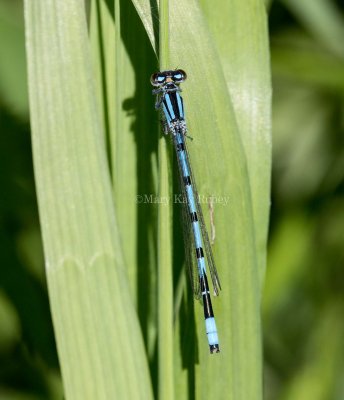 Marsh Bluet male #2015-38 _MKR0236.jpg