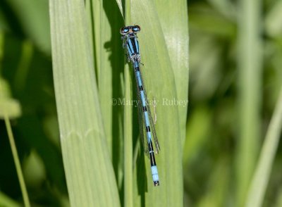 Marsh Bluet male #2015-38 _MKR0240.jpg
