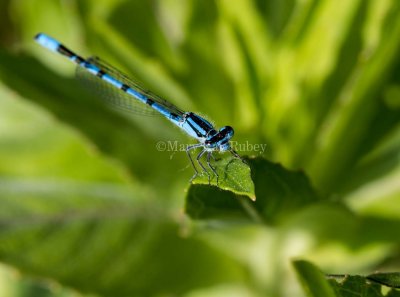 Marsh Bluet male #2015-42 _MKR0770.jpg