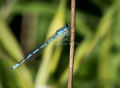 Marsh Bluet male #2015-43 _MKR0812.jpg