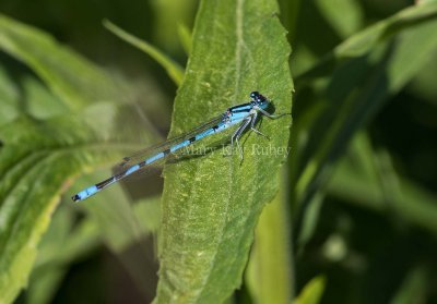 Marsh Bluet male #2015-44 _MKR0816.jpg
