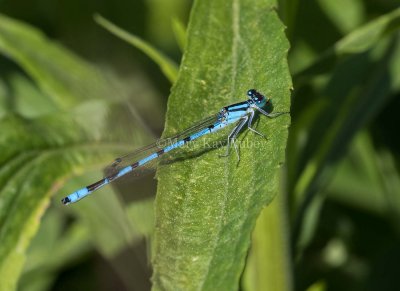 Marsh Bluet male #2015-44 _MKR0817.jpg