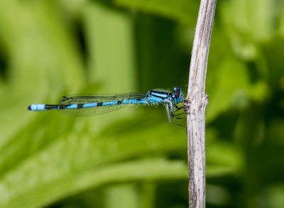 Marsh Bluet male #2015-47 _MKR0842.jpg