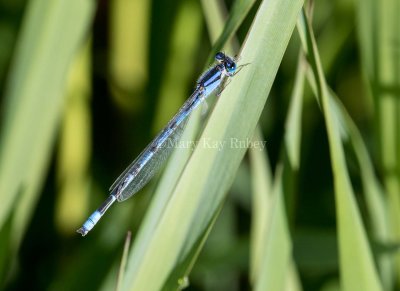 Marsh Bluet male _MKR0117.jpg