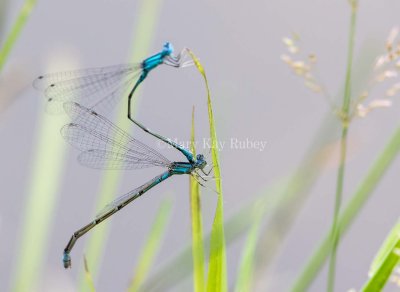 Slender Bluet female ovipositing in tandem _MKR6331.jpg