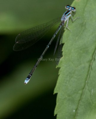 Stream Bluet female caudal markings _2MK1134.jpg