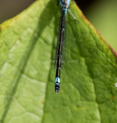 Skimming Bluet female caudal markings _2MK0802.jpg