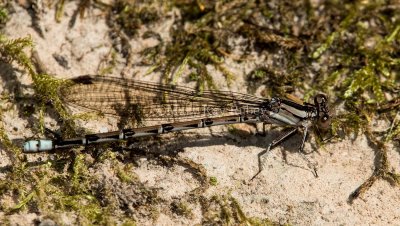 $ Springwater Dancer female _MG_2170.jpg