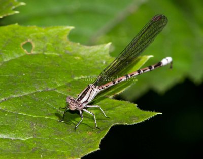 Springwater Dancer _7MK9306.jpg
