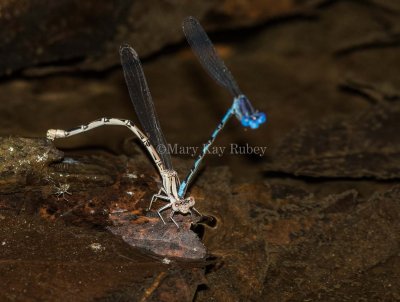 Springwater Dancer female of pair #2015-01 in tandem _MKR5850.jpg
