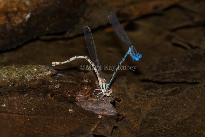 Springwater Dancer female of pair #2015-01 in tandem _MKR5851.jpg