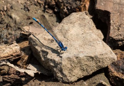 Springwater Dancer male #2015-02 _2MK0190.jpg