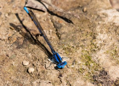Springwater Dancer male #2015-05 _2MK0218.jpg