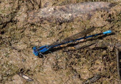 Springwater Dancer male #2015-06 _2MK0227.jpg