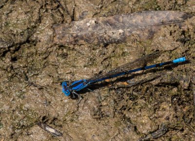 Springwater Dancer male #2015-06 _2MK0234.jpg