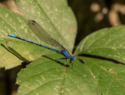 Springwater Dancer male #2015-08 _MKR3620.jpg