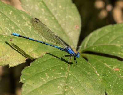 Springwater Dancer male #2015-08 _MKR3621.jpg