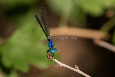 Springwater Dancer male #2015-13 _MKR4232.jpg