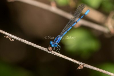 Springwater Dancer male #2015-14 _MKR4247.jpg