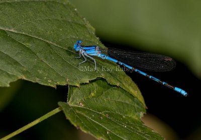 Springwater Dancer male #2015-15 _MKR4272.jpg