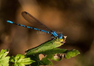 Springwater Dancer male #2015-16 _MKR4277.jpg