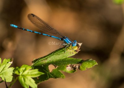 Springwater Dancer male #2015-16 _MKR4280.jpg