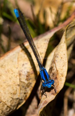 Springwater Dancer male _7MK4535.jpg