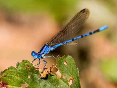 Springwater Dancer male _7MK4792.jpg