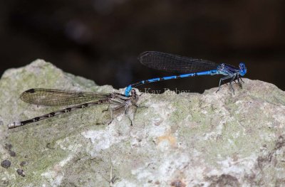 Springwater Dancer pair #2015-01 in tandem _MKR5833.jpg