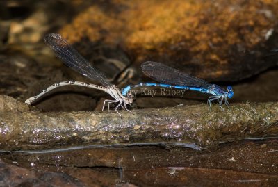 Springwater Dancer pair #2015-01 in tandem _MKR5842.jpg