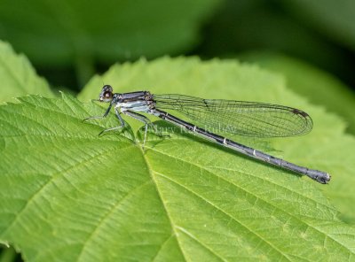 Blue-tipped Dancer female blue form 2MK7296.jpg