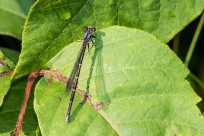 Blue-tipped Dancer female blue form _MKR6060.jpg