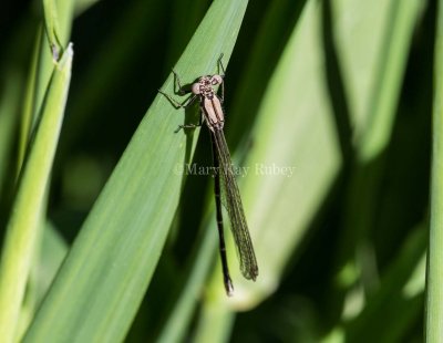 Blue-tipped Dancer female brown form _MKR9689.jpg