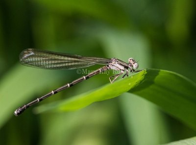 Blue-tipped Dancer female brown form _MKR9748.jpg