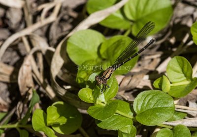 Blue-tipped Dancer female brown form _MKR9931.jpg