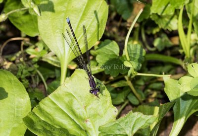 Blue-tipped Dancer male _2MK7326.jpg