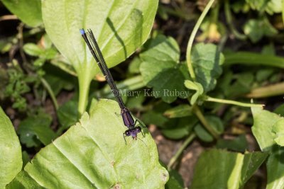 Blue-tipped Dancer male _2MK7333.jpg