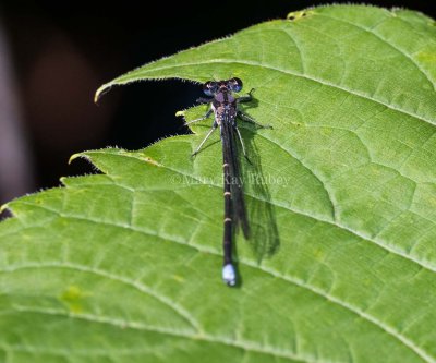 Blue-tipped Dancer male _2MK7362.jpg