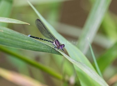 Blue-tipped Dancer male _MKR5930.jpg