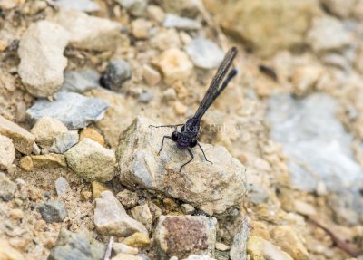 Blue-tipped Dancer male _MKR7495.jpg