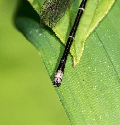 Blue-tipped Dancer male caudal appendages _MKR9960.jpg