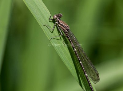 Blue-tipped Dancer male immature _MKR9876.jpg