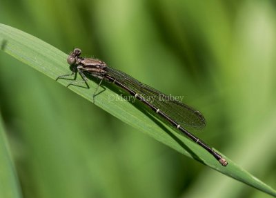 Blue-tipped Dancer male immature _MKR9892.jpg