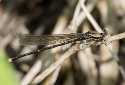 Blue-tipped Dancer male immature _MKR9939.jpg