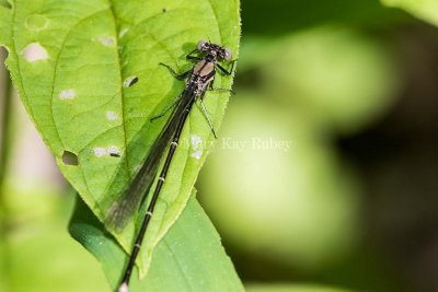 Blue-tipped Dancer male immature _MKR9956.jpg