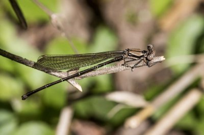 Blue-tipped Dancer male immature _MKR9981.jpg