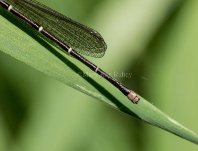 Blue-tipped Dancer male caudal appendages _MKR9905.jpg