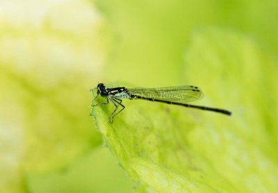 Fragile Forktail male _5MK3197.jpg