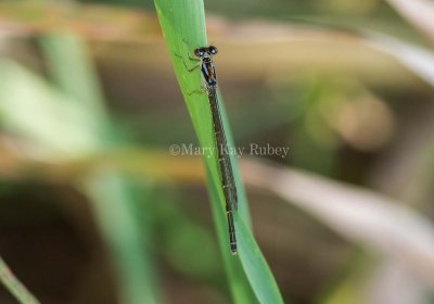 Fragile Forktail female _2MK3113.jpg